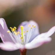 Праздник цветения сакуры в Бирюлевском дендропарке 2021 фотографии