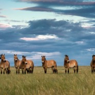 Выставка «Лошадь Пржевальского: последняя дикая лошадь на Земле» фотографии