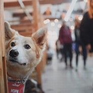 Фестиваль «WOOF» 2019 фотографии
