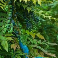 Фото: bogorodskoe.vzmoscow.ru
