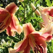 Выставка «Лилии и другие цветы июля» фотографии