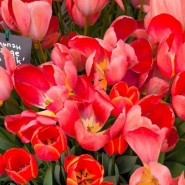 Фото: hortus.msu.ru