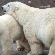 День полярного медведя в Московском зоопарке 2019 фотографии