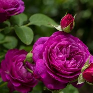 Выставка роз в «Аптекарском огороде» 2022 фотографии
