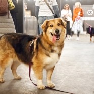 Фото: fund4dogs.ru