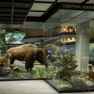 Праздник «Полосатый день» в Дарвиновском музее 2022 фотографии