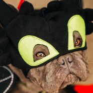 Фото: vk.com/sosbulldog