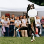 Фото: fund4dogs.ru