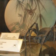 День паука в Биологическом музее 2019 фотографии