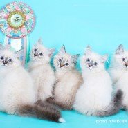 Выставка-продажа котят «КоШарики Шоу» фотографии