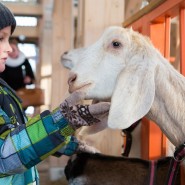 Новогодние каникулы на ВДНХ 2022 фотографии