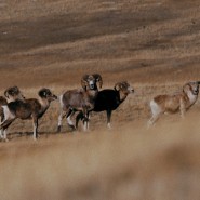 Фото: csff.ru