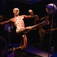 Выставка «BODY WORLDS. Мир тела» фотографии