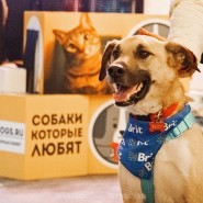 Фото: fund4dogs.ru