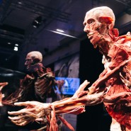 Выставка «BODY WORLDS. Мир тела» фотографии