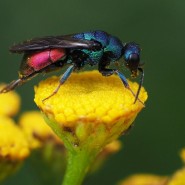 Выставка «Тайная жизнь перепончатокрылых» фотографии