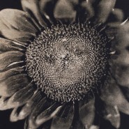 Выставка «Chuck Close. Infinite» фотографии