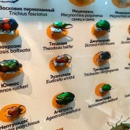 Выставка «Жуки» фотографии