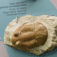 Фото: vdnh.ru