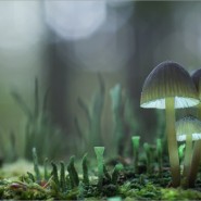 Выставка «Грибное царство» фотографии