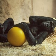 Фото: darwinmuseum.ru