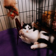 Фото: fund4dogs.ru