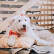 Благотворительный фестиваль «WOOF» 2023 фотографии