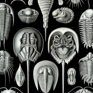 Фото: darwinmuseum.ru