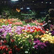 Фото: hortus.msu.ru