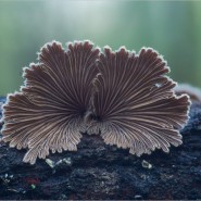 Выставка «Грибное царство» фотографии