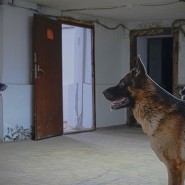 Выставка «Формы художественной жизни. Conflict Check» фотографии