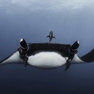 Фестиваль подводной фотографии «Дикий подводный мир» 2021 фотографии