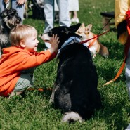 Летний кинотеатр от благотворительного фонда «Собаки, которые любят» 2023 фотографии