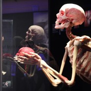 Выставка «BODY WORLDS. Мир тела» фотографии