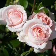 Фото: vk.com/hortus_ru