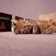 Выставка спасенных котиков «Мурчим домой!» фотографии