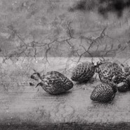 Фото: mamm.art