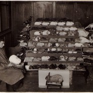 Выставка «Люди музея: таксидермисты Федуловы» фотографии
