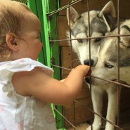 Экскурсии в питомник хаски «Северный» и прокат квадроциклов» фотографии