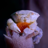 Фото: darwinmuseum.ru