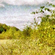 Выставка «Не место. Лес» фотографии