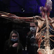 Выставка «BODY WORLDS. Мир тела» фотографии