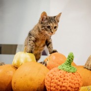 Фото: cats.rayfund.ru