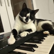 Котоспасительный концерт 2022 фотографии