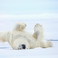Выставка «Первозданная Россия. Избранное» в галерее «Загорье» фотографии