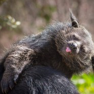 Выставка «Диалоги животных: в мире запахов» фотографии
