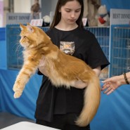 Международная выставка кошек «У Лукоморья» в ТРЦ «Гагаринский» 2026 фотографии