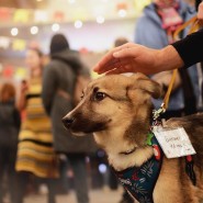 Выставка-пристройство собак и кошек «Ёлка Дарящих Надежду» 2021 фотографии