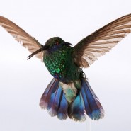 Фото: darwinmuseum.ru