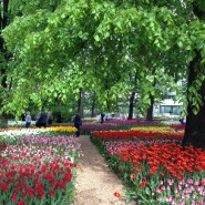 Фото: hortus.msu.ru